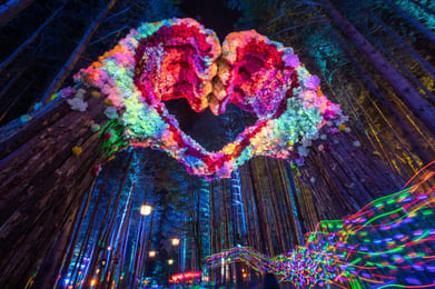 Electric Forrest 3